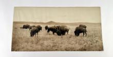 Laton Alton Huffman Montana Buffalo Photo