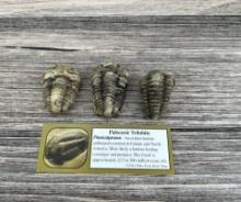 Moroccan Flexicalymene Trilobite Fossils