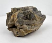 Large Petrified Wood Specimen