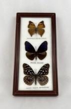 Butterfly Specimens In Frame Entomology