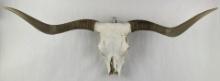 Texas Long Horn Steer Skull