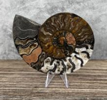 Sliced Agatized Druzy Ammonite Fossil