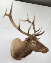 Giant Montana Rocky Mountain Elk Taxidermy Mount