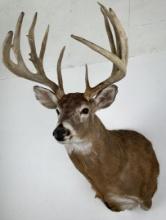 Huge Illinois Whitetail Deer Taxidermy Mount