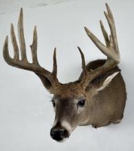 Iowa Whitetail Deer Taxidermy Mount