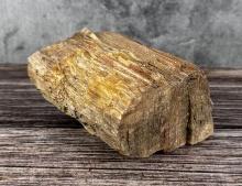 Fossil Petrified Wood