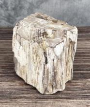 Fossil Petrified Wood