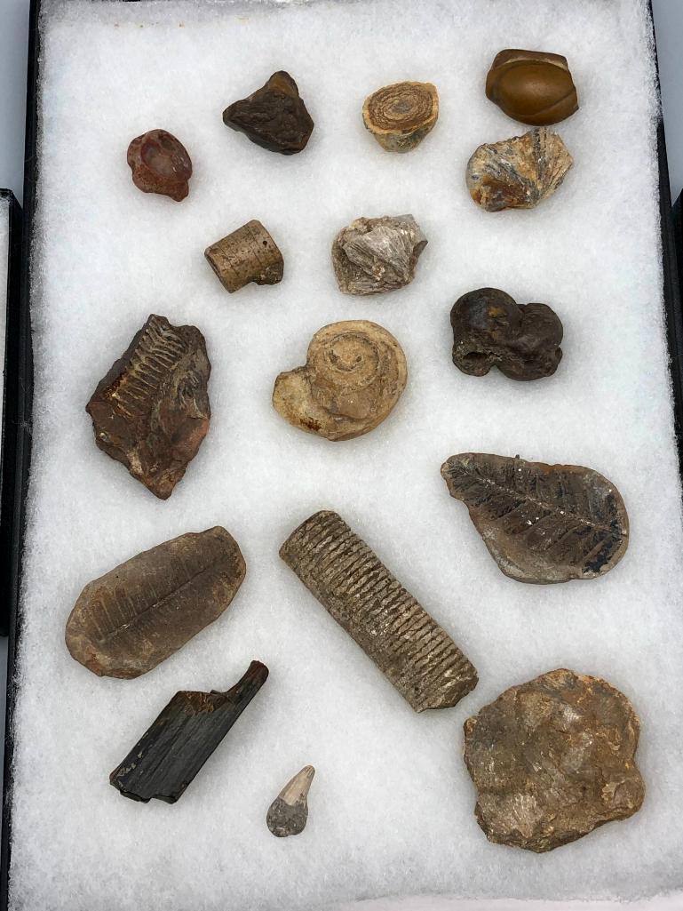 Arrowhead and Artifact Displays