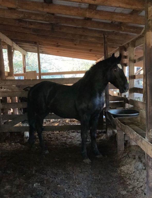 19 MONTH OLD PERCHERON STUD COLT, CAN BE REGISTERED AT BUYER'S EXPENSE