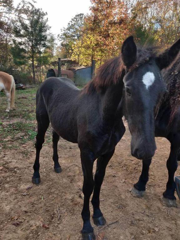 7 MONTH OLD PERCHERON STUD COLT