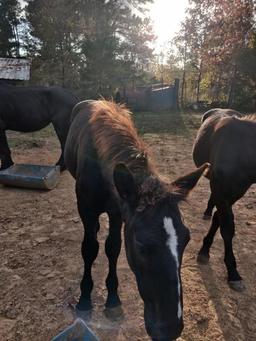 8 MONTH OLD STUD COLT, CAN BE REGISTERED AT BUYER'S EXPENSE