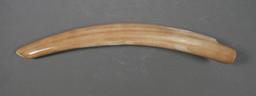 Fossil Walrus Ivory Tusk