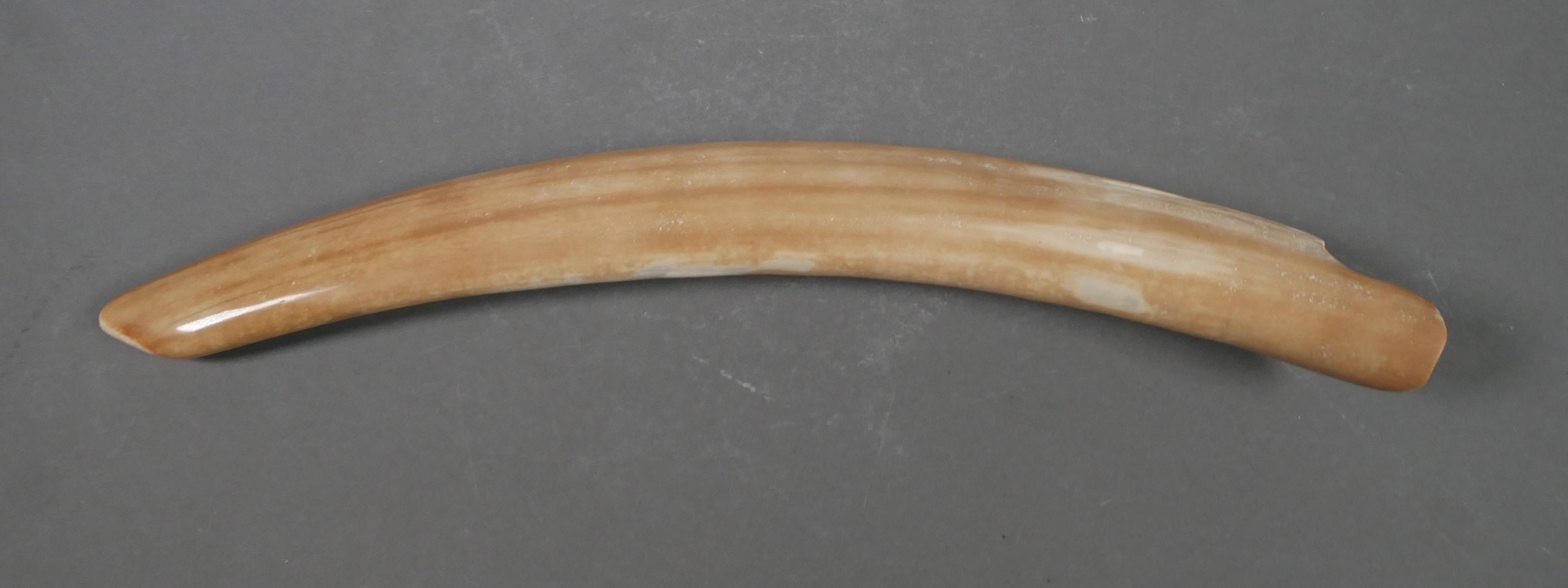 Fossil Walrus Ivory Tusk