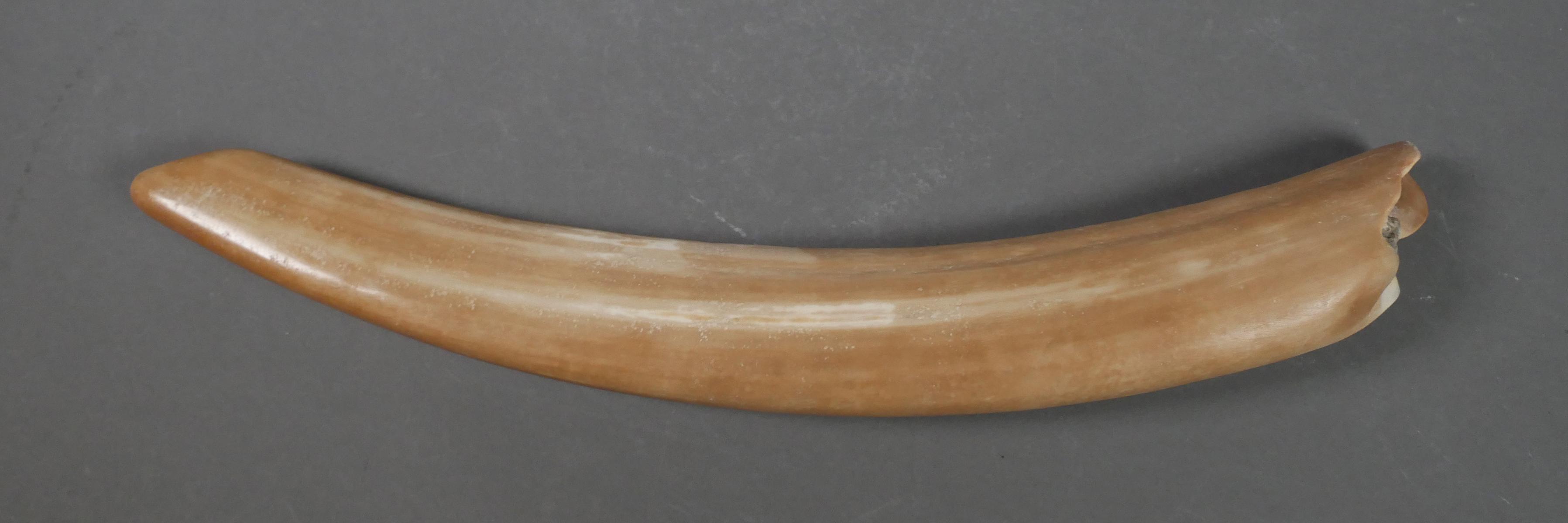 Fossil Walrus Ivory Tusk