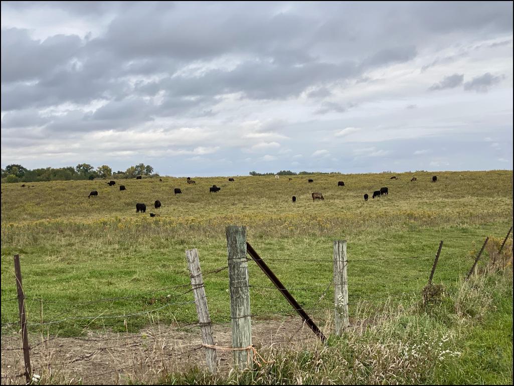 80.38 Acres of Farm & Pasture Land located in Section 14, Henryville Twp, Renville, MN.