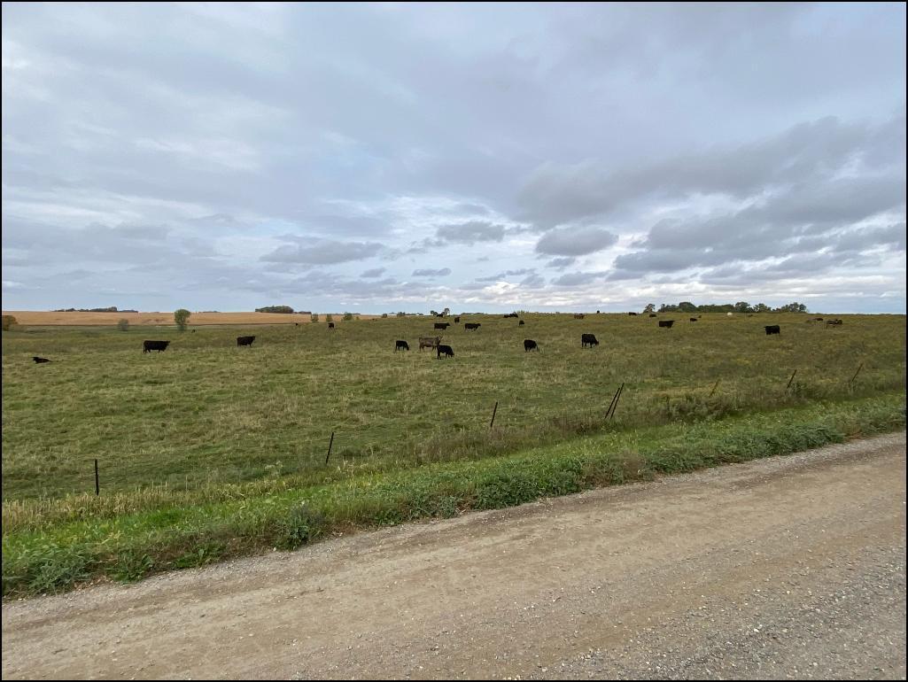 80.38 Acres of Farm & Pasture Land located in Section 14, Henryville Twp, Renville, MN.