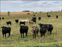 80.38 Acres of Farm & Pasture Land located in Section 14, Henryville Twp, Renville, MN.