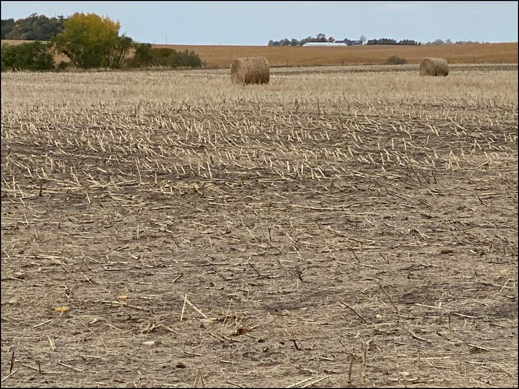 80.38 Acres of Farm & Pasture Land located in Section 14, Henryville Twp, Renville, MN.