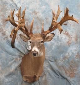 XXL Reproduction Whitetail w/Drop Tine Club