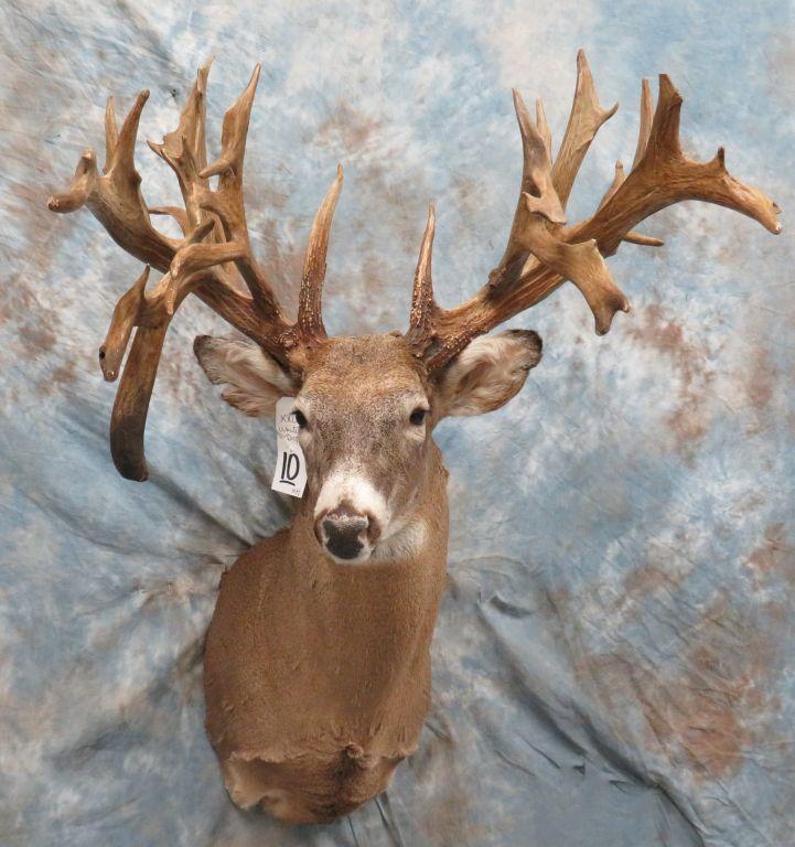 XXL Reproduction Whitetail w/Drop Tine Club