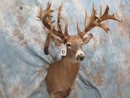 XXL Reproduction Whitetail w/Drop Tine Club