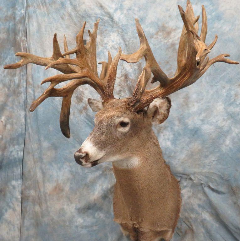 XXL Reproduction Whitetail w/Drop Tine Club