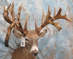 XXL Reproduction Whitetail w/Drop Tine Club