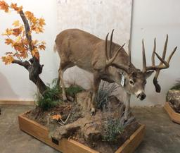 10 Pt Lifesize Whitetail w/Drop Tine Club