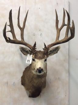 Xxl Mule Deer Sh Mt