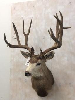 Xxl Mule Deer Sh Mt