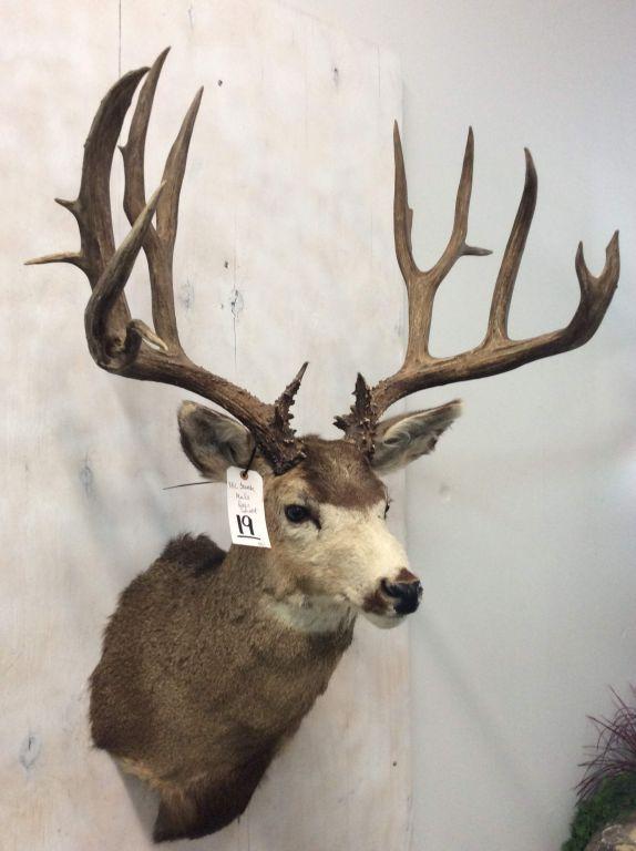 Xxl Mule Deer Sh Mt