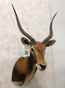 Black Lechwe Sh Mt