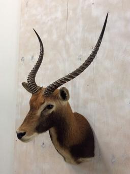 Black Lechwe Sh Mt