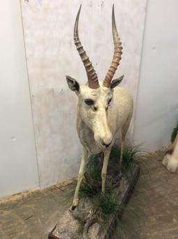 Lifesize White Blesbok