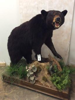 Lifesize Black Bear