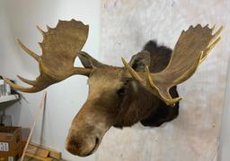Moose Sh Mt w/Reproduction Antlers