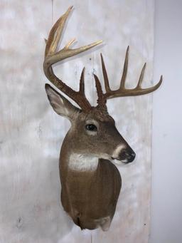 Whitetail Wall Ped Mt