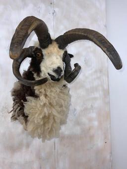 Beautiful 4 Horn Jacobs Sheep Sh Mt