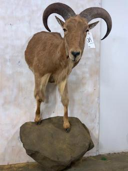 1/2 Body Aoudad