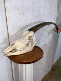 Scimitar Horn Oryx Skull (TX RESIDENTS ONLY)