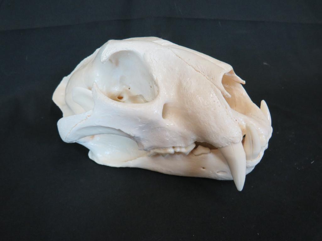 XL MOUNTAIN LION SKULL