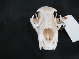 XL MOUNTAIN LION SKULL