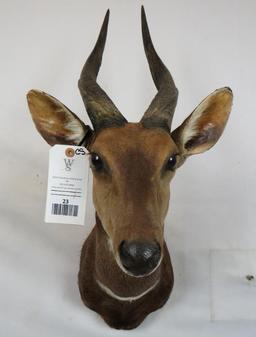 BUSHBUCK SH MT