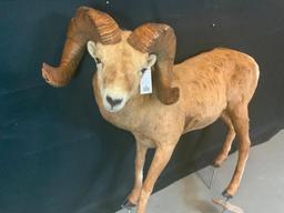 LIFESIZE STONE SHEEP W/REPRODUCTION HORNS