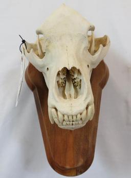 BROWN BEAR SKULL