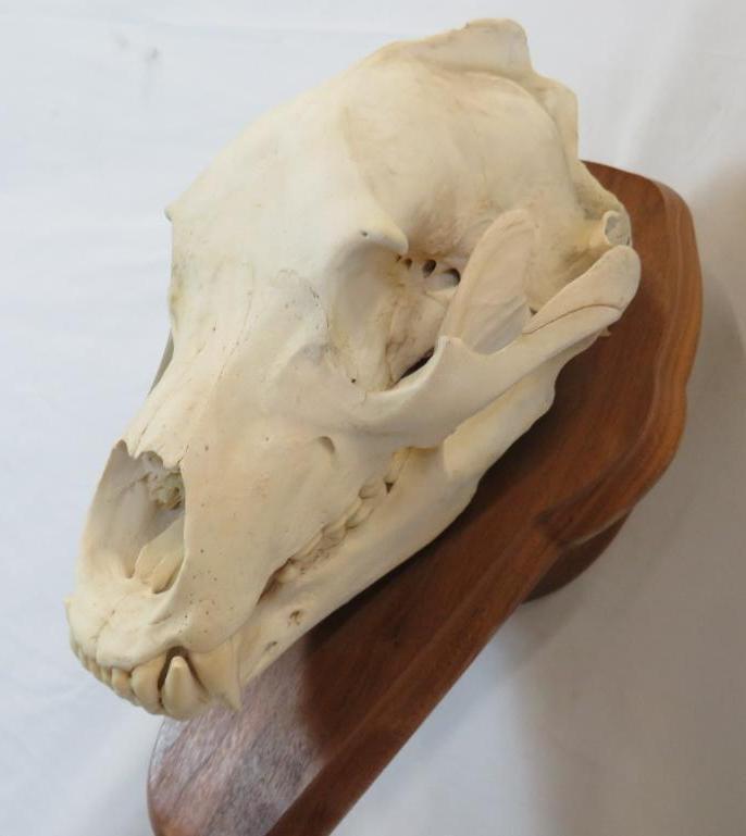 BROWN BEAR SKULL