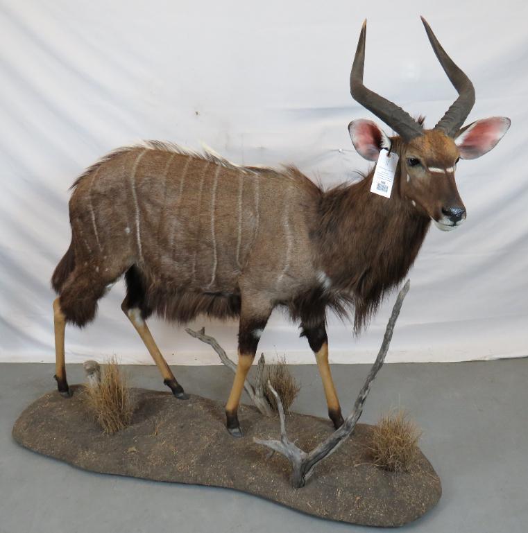 LIFESIZE NYALA