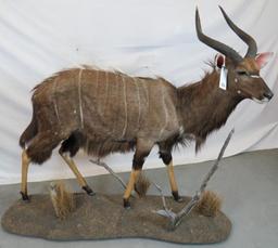 LIFESIZE NYALA