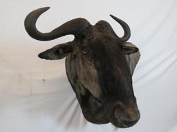 GORGEOUS WILDEBEEST WALL PEDESTAL