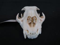 LEOPARD SKULL *ALL TEETH* *TX RESIDENTS ONLY*